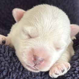 Doughnut is the lone boy in the crowd.  He is a sweet little puppy.  Calm, and even temperament. - White male West Highland White Terrier puppy in Roper, North Carolina from SoundHaven Westies