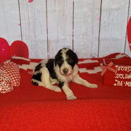 Poodle Puppies from Caboodles of Poodles