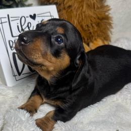 Armani - Black and tan male Dachshund puppy in Gerber, California from Red Dirt Doxies