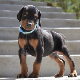 Doberman Pinscher Puppies from Obsidian Kennels