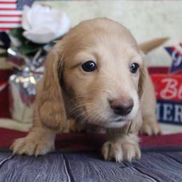 Natalie - Cream female Dachshund puppy in Pace, Florida from Shoebox Doxie’s