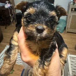 Tiny girl - Blue and gold female Yorkshire Terrier puppy in Milton, Florida from Sassenach Yorkie Kennels