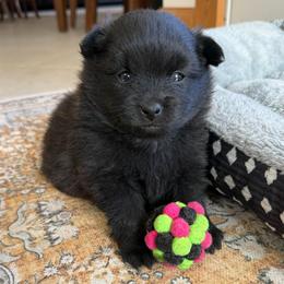 Knox - Black male Pomeranian puppy in Raymondville, Missouri from Pampered Pomskies