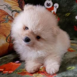 Flurry - Cream male Pomeranian puppy in Pembroke, Georgia from Triple P Babies/Pampered Pom Pom babies