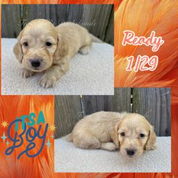 Orange - Cream male Dachshund puppy in Jonesboro, Illinois from Twin Hills Dachshunds