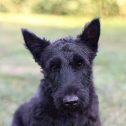 Fletcher - Scottish Terrier