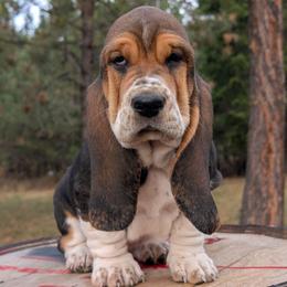 Dani - Black brown and white female Basset Hound puppy in Polson, Montana from BeautyBea's Flathead Lake Bassets