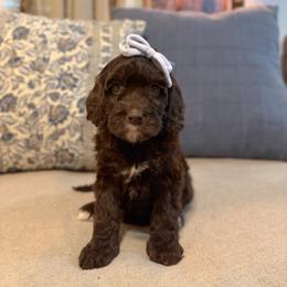 Tide - Chocolate female Cavapoo puppy in Colcord, Oklahoma from Copper Lane Aussies, Doodles & Cavapoos