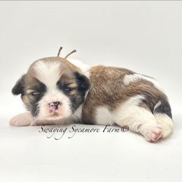 Brindle and White Male - Tan Collar - Brindle and white male Shih Tzu puppy in Crawfordsville, Indiana from Swaying Sycamore Farm