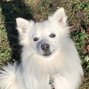 Apollo - American Eskimo Dog