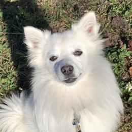 Apollo - American Eskimo Dog
