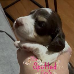 Little chocolate and cream pie - Chocolate and cream female Dachshund puppy in Mt. Pleasant, Texas from The Spotted Doxie
