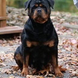 Tiffany - Rottweiler