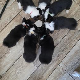 Pembroke Welsh Corgi Puppies from Dash'n Corgis of AZ