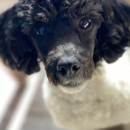 Aussiedoodles and Poodles from Ohana Companions