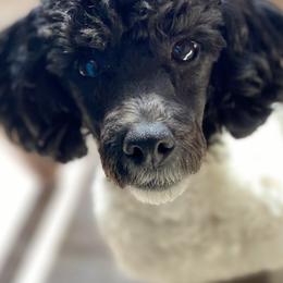 Aussiedoodles and Poodles from Ohana Companions
