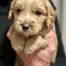 Gray Boy - Caramel male Australian Labradoodle puppy in Bend, Oregon from High Desert Labradoodles