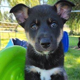 Andromeda - Lapponian Herder puppy in Roseburg, Oregon from Kaunis Joki Kennels
