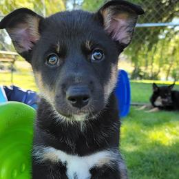 Andromeda - Lapponian Herder puppy in Roseburg, Oregon from Kaunis Joki Kennels