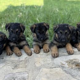 German Shepherd Puppies from Von Ark German Shepherds