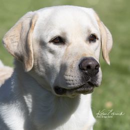 Khola - Labrador Retriever