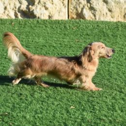 Soairse - Dachshund