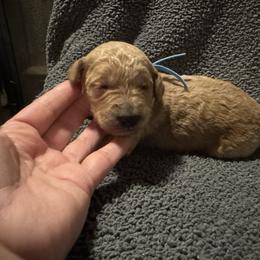 Chris blue - Apricot male Goldendoodle puppy in Fayettville Ar, Arkansas from Ozark Bulldogs and doodles