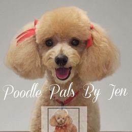 Ginger - Poodle