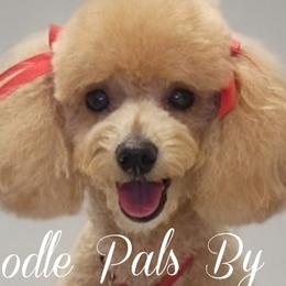Ginger - Poodle