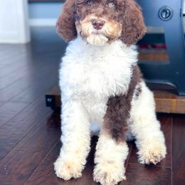 Boy 1 - Parti Poodle puppy in Simpsonville, South Carolina from Home of Doodles