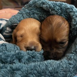 Dachshund Puppies from MNE Miniature Dachshunds
