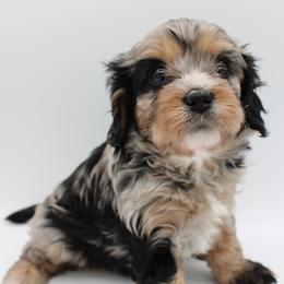 Cavalier King Charles Spaniel, Cavapoo, Havanese, and Havapoo Puppies from Grayfinn House