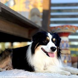 Nova - Miniature Australian Shepherd