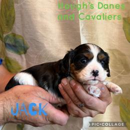 Jack - Tri-color male Cavalier King Charles Spaniel puppy in Racine County, Wisconsin from Hough's Danes and Cavaliers