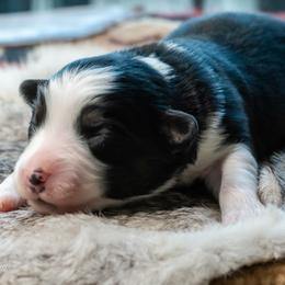 Rudy - Black tri-color male Australian Shepherd puppy in Decatur, Texas from Wyldrose Australian Shepherds