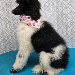 Liberty - Parti Poodle puppy in Chase, Michigan from My Buddies Puppies