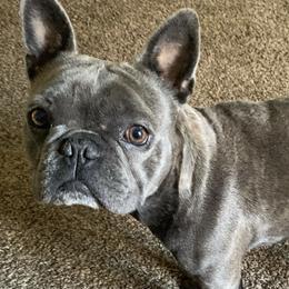 French Bulldogs from Fine Frenchies