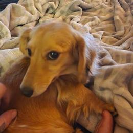 Dimond - Dachshund
