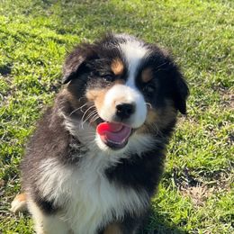 Spike - Black tri Miniature American Shepherd puppy in Groesbeck, Texas from Empire Miniature American Shepherds
