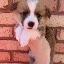 Earmuff - Red female Pembroke Welsh Corgi puppy in Cumming, Georgia from Carter’s Corgis LLC