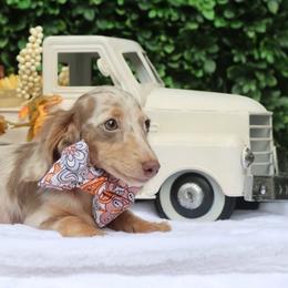 Isabelle - Fawn (Isabella) female Dachshund puppy in Woodbine, Georgia from Walker's Minidachs