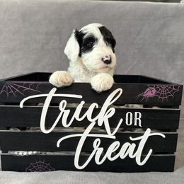 Sheepadoodle Puppies from Chicago Sheepadoodles