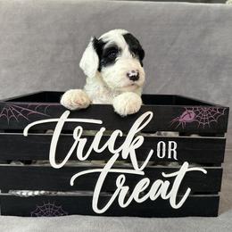 Sheepadoodle Puppies from Chicago Sheepadoodles