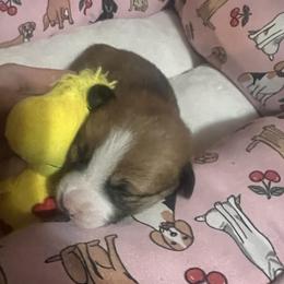 Pembroke Welsh Corgi puppies from Corgie & Cream Paradise