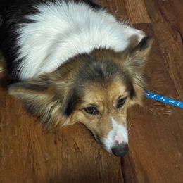 Daisy - Pembroke Welsh Corgi