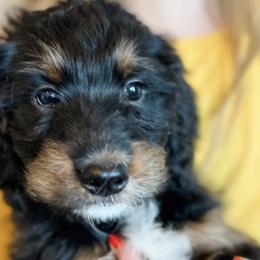 Bernedoodles from Kalamazoo Bernedoodles