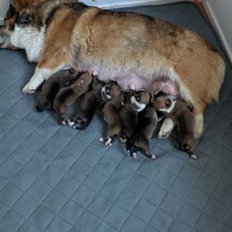 Pembroke Welsh Corgi Puppies from Tammy Gorham Corgis