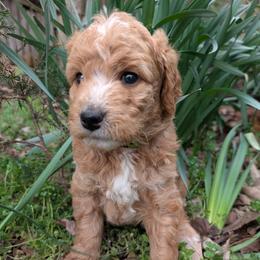 Green - Apricot male Goldendoodle puppy in Midland, North Carolina from Alger Farm, LLC
