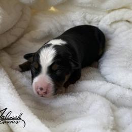 Boy 2 - Black tri male Toy Australian Shepherd puppy in Lumberton, Mississippi from Talowah Aussies
