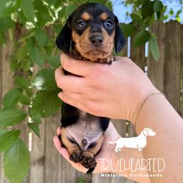 Joey - Black and tan male Dachshund puppy in Royse City, Texas from Truehearted Miniature Dachshunds